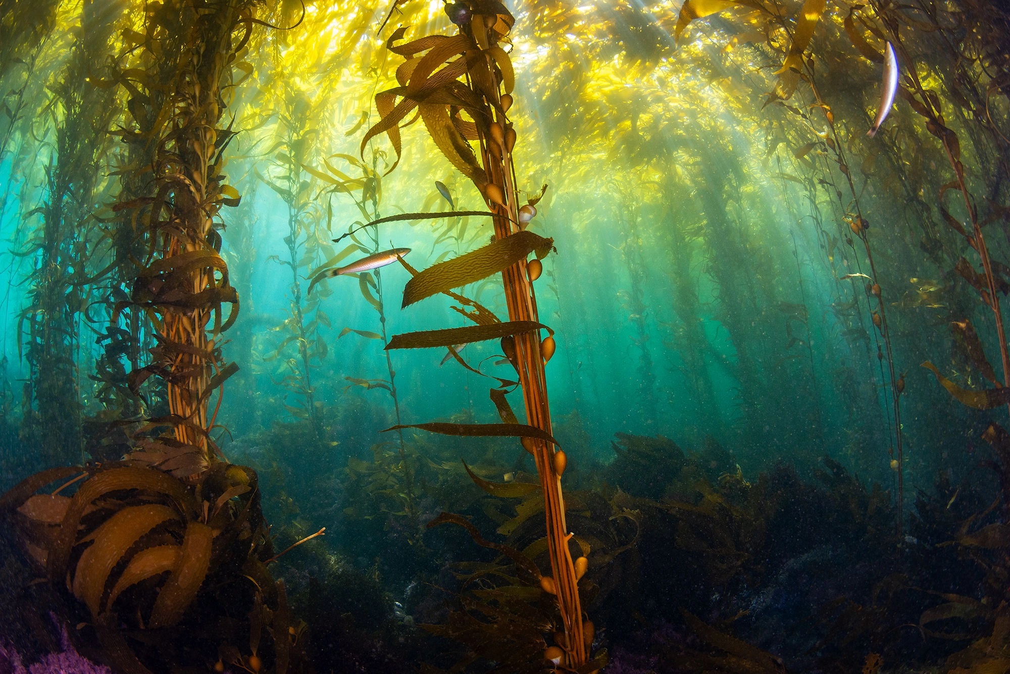 An image of seaweed