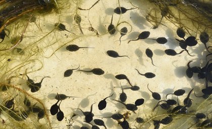 Tadpoles in a pond
