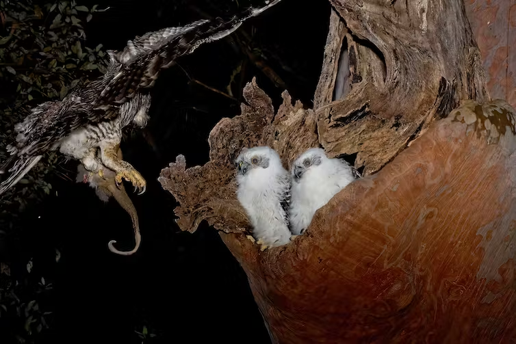 Owls sitting in a tree
