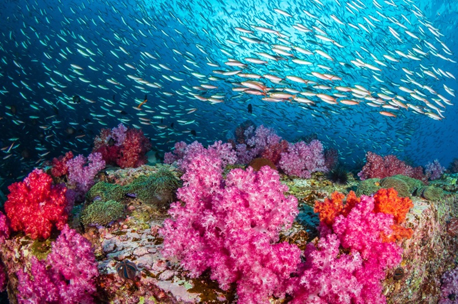 Underwater shot of a coral reef.