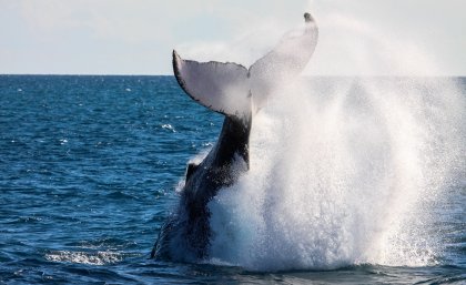 whale on surface of the water - Istock image