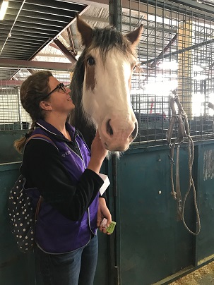 Bachelor of Veterinary Technology student, Sarah Stewart-Koster, patting a Clydesdale horse, which her family owns.