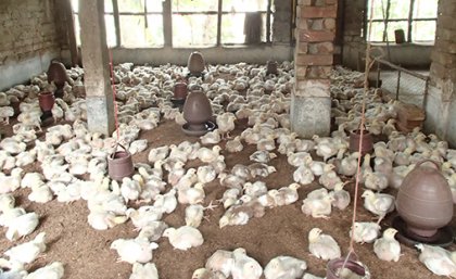 Intensive chicken farming