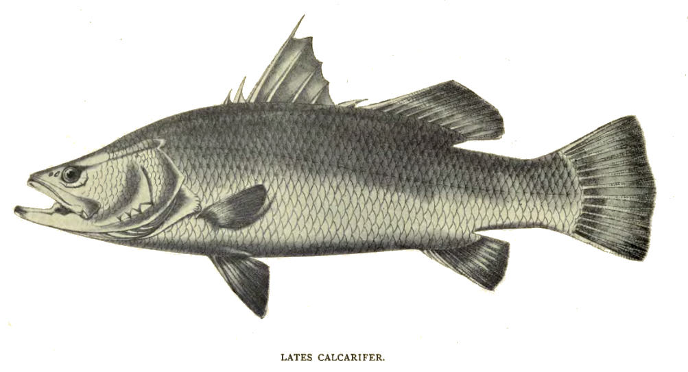 Barramundi