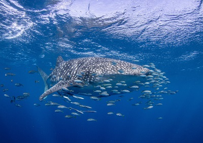 Whale shark