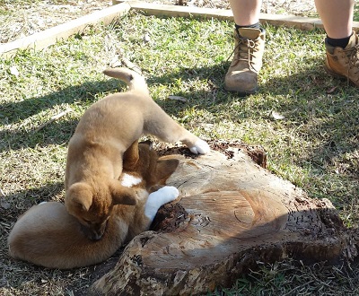 two dingo puppies playing 