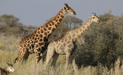 Giraffes