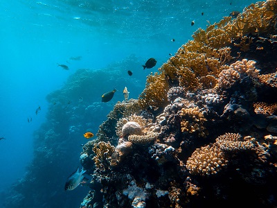 Reef forum connects research and government - Faculty of Science ...