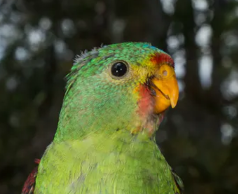 Australia’s threatened birds declined by 59% over the past 30 years ...