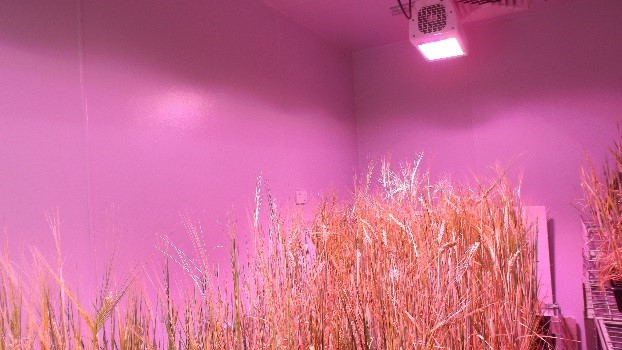 LED lighting