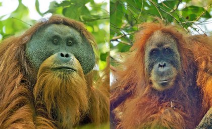 Orangutans