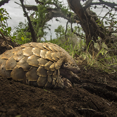 Returning threatened pangolins to the wild - Faculty of Science ...