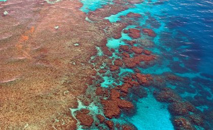 Reef