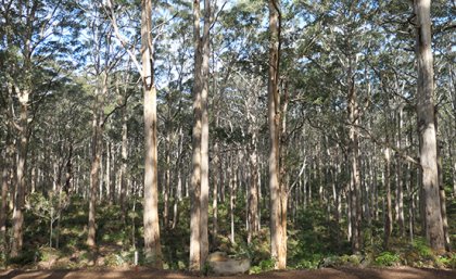 Gum trees