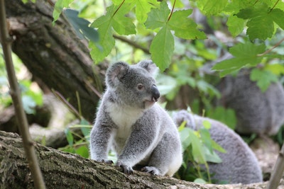 Stopping koala extinction is agonisingly simple. But here’s why I’m not ...