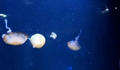 Jellyfish