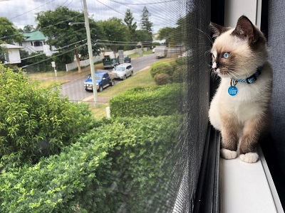 Cats carry diseases that can be deadly to humans, and it's costing  Australia $6 billion every year - Faculty of Science - University of  Queensland