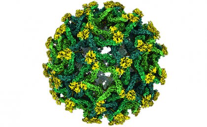 Binjari virus