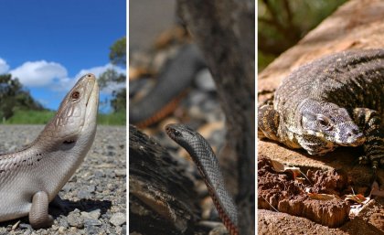 Blue-tongue vs red-bellied black: An Australian evolutionary arms race -  Faculty of Science - University of Queensland