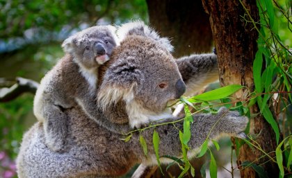 Koalas