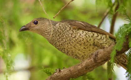 Bowerbird