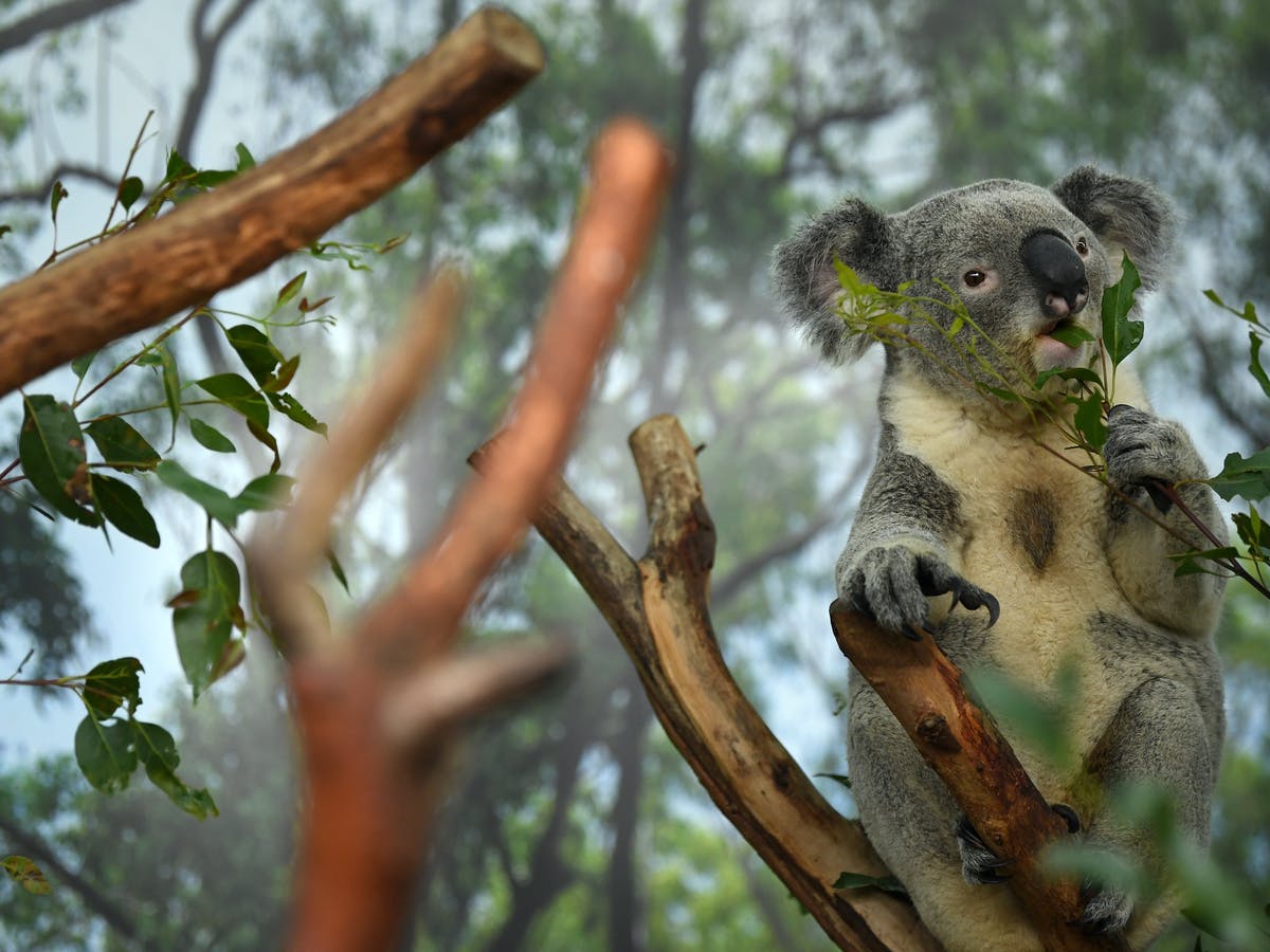 Koala