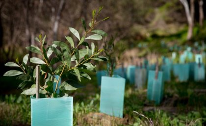 Planted trees