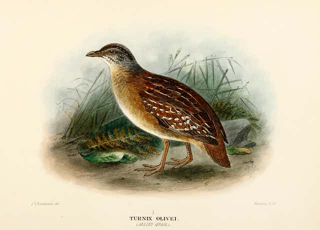 Buff-breasted button-quail