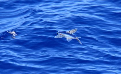 Flying fish