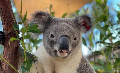 Jagger to help save local koala population - Faculty of Science ...