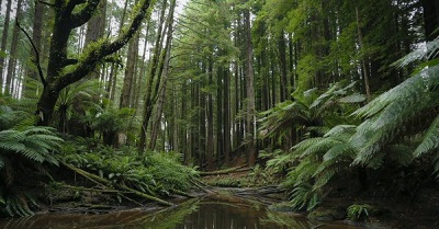 Forest