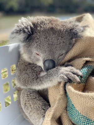 Koala