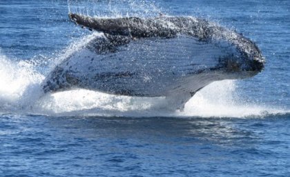 Whale breaching