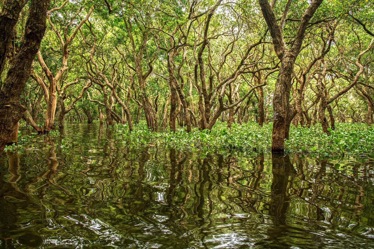 Science Beyond Borders The Global Scientific Effort To Save Mangroves Faculty Of Science