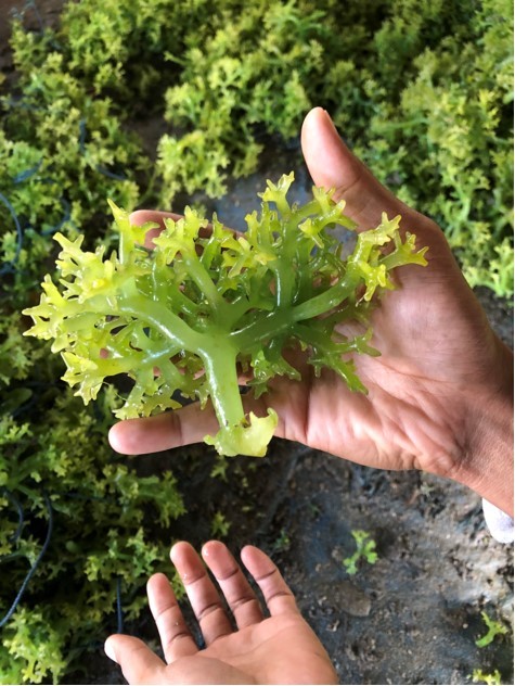 One of the seaweeds Madeleine observed during her research project in South Sulawesi.