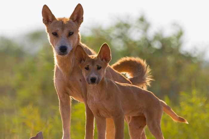 Dingoes