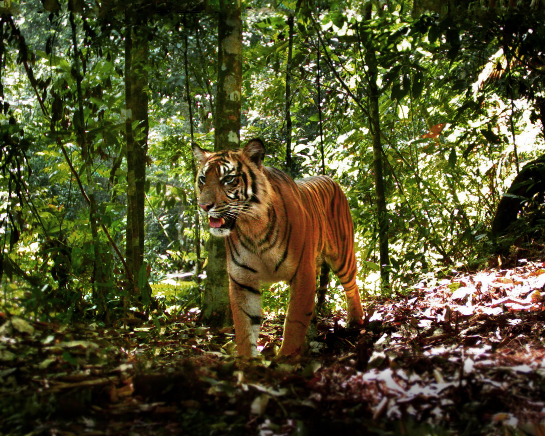 Sumatra tiger in the forest