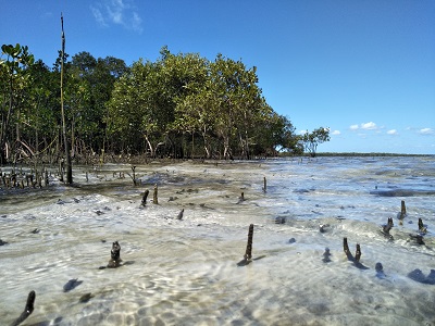 Mangroves