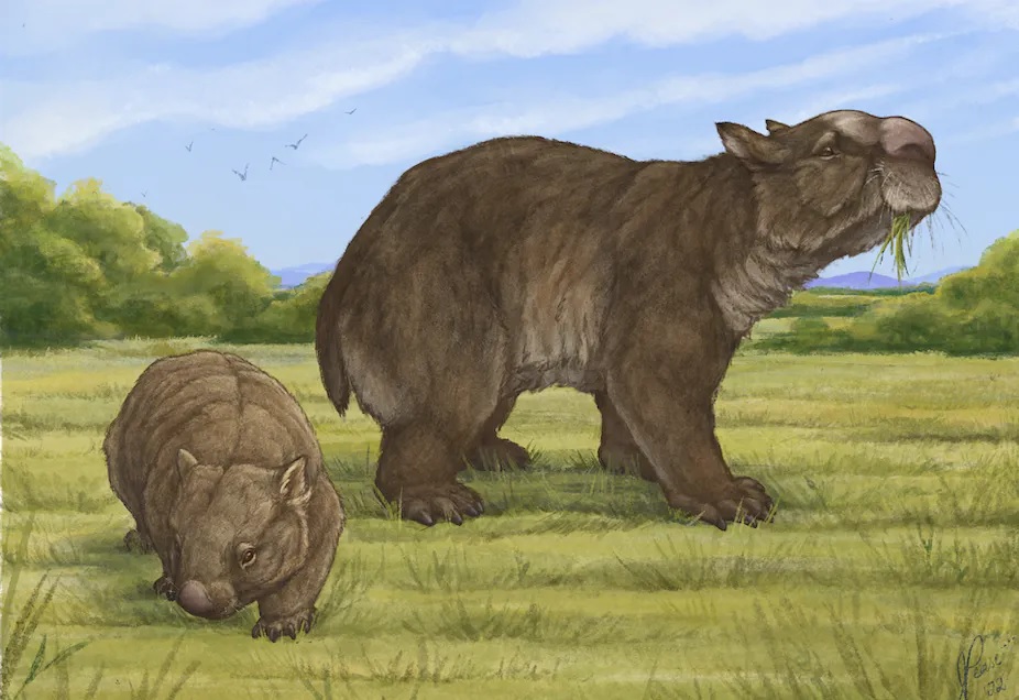 Drawing of giant wombat