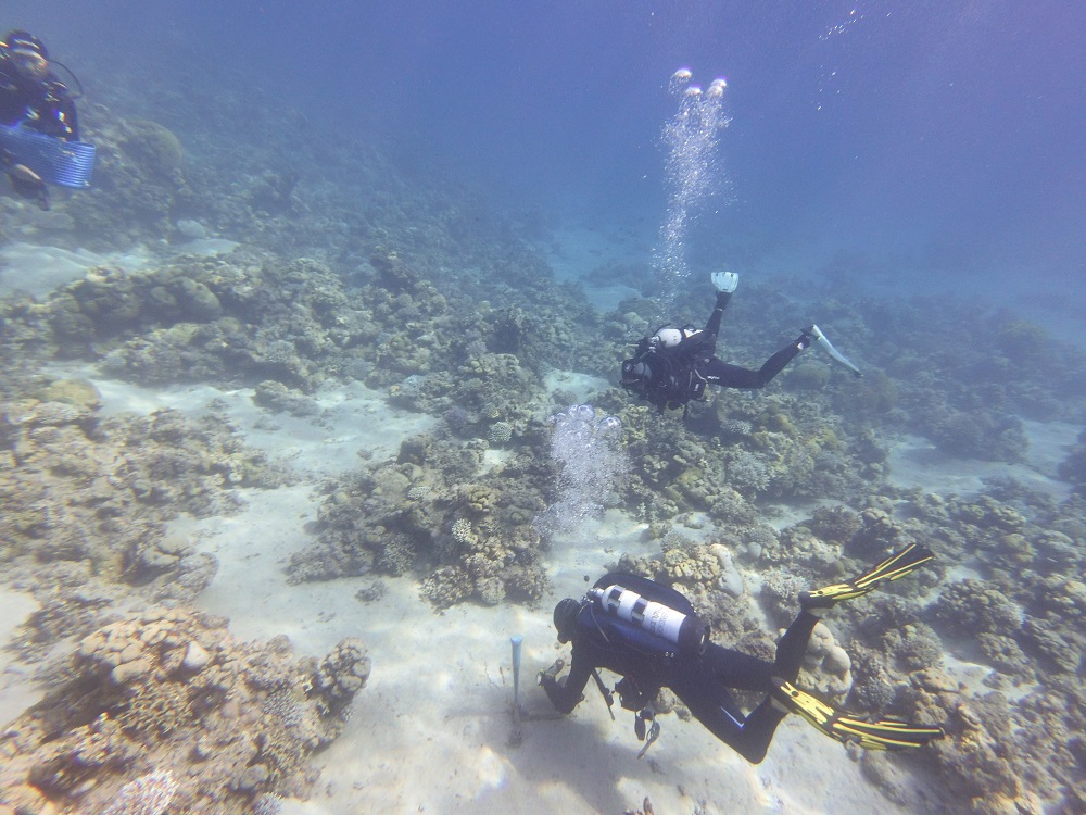 Scuba divers in a coral reef
