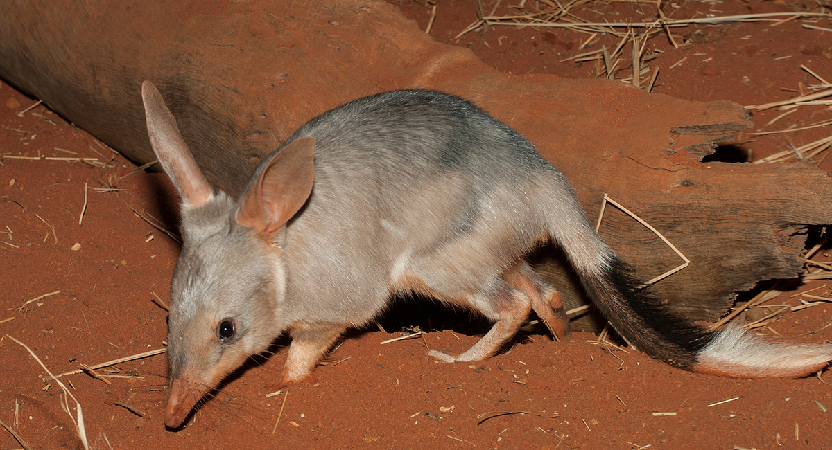 An image of a bilby in the wild