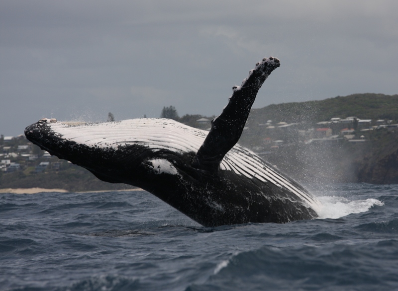 A whale breaches the water. 