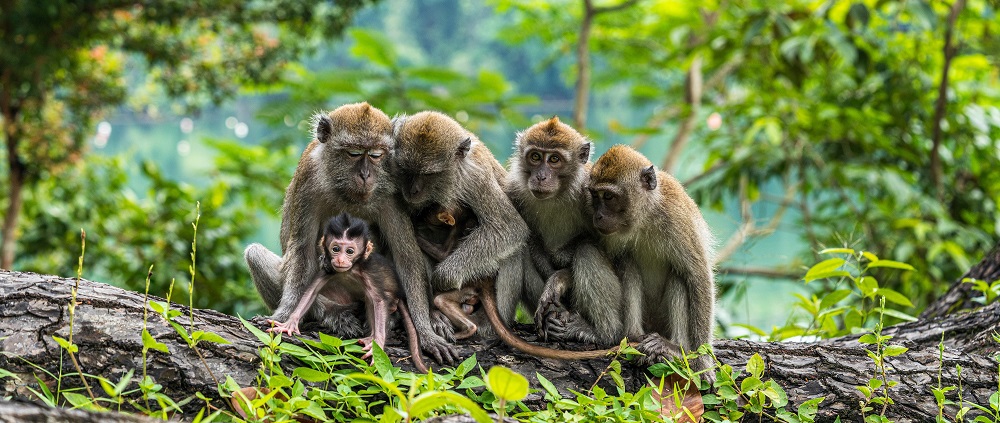 Five things to know about monkeypox in 2022 | Clinical Knowledge Network