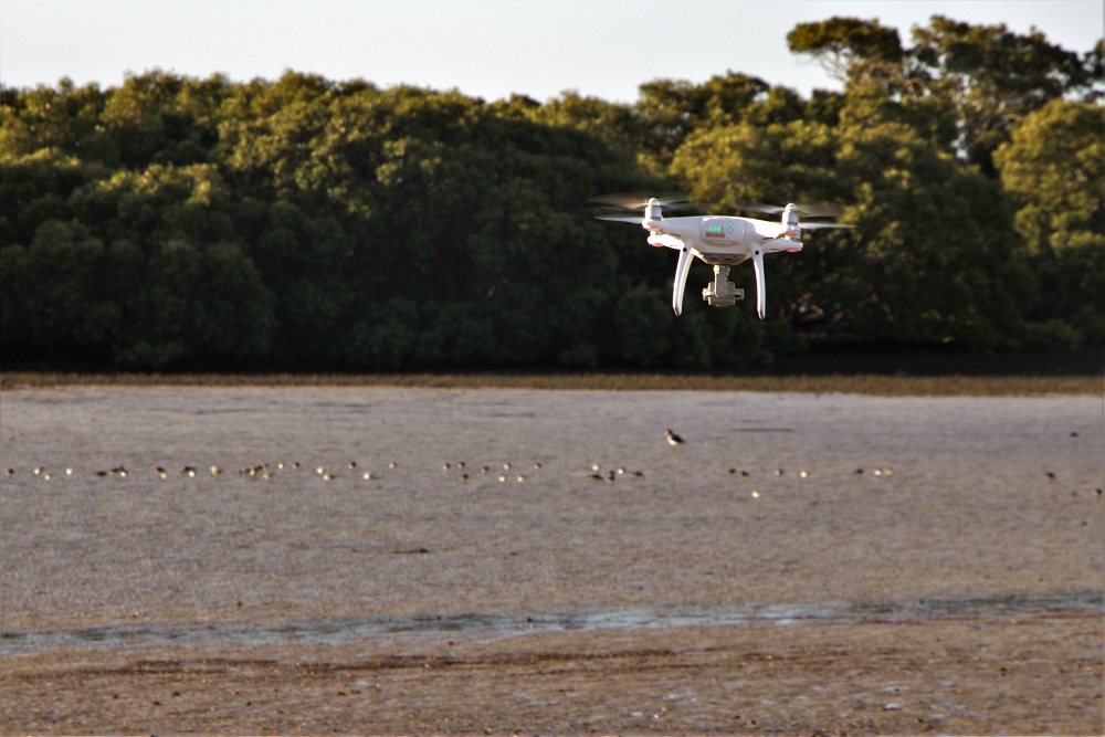 Drone approaches flock of birds