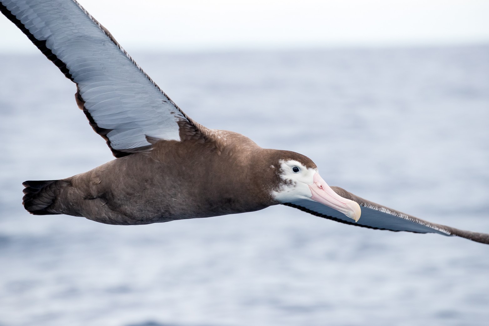 Albatross flying