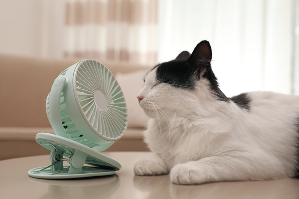 Cat with fan