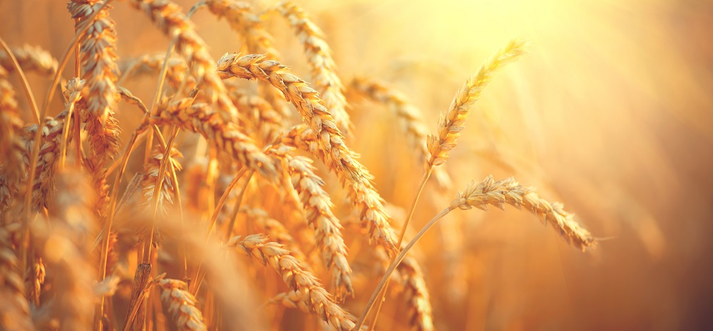 Grains in a field