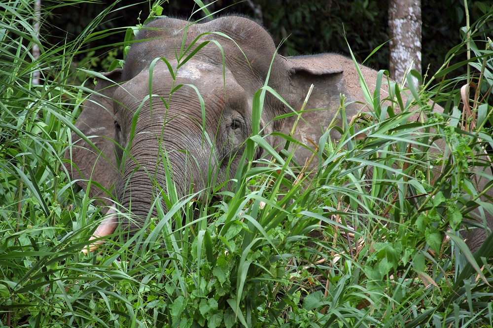 An elephant behind shrubbery