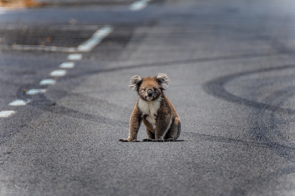 Koala sitting on a road