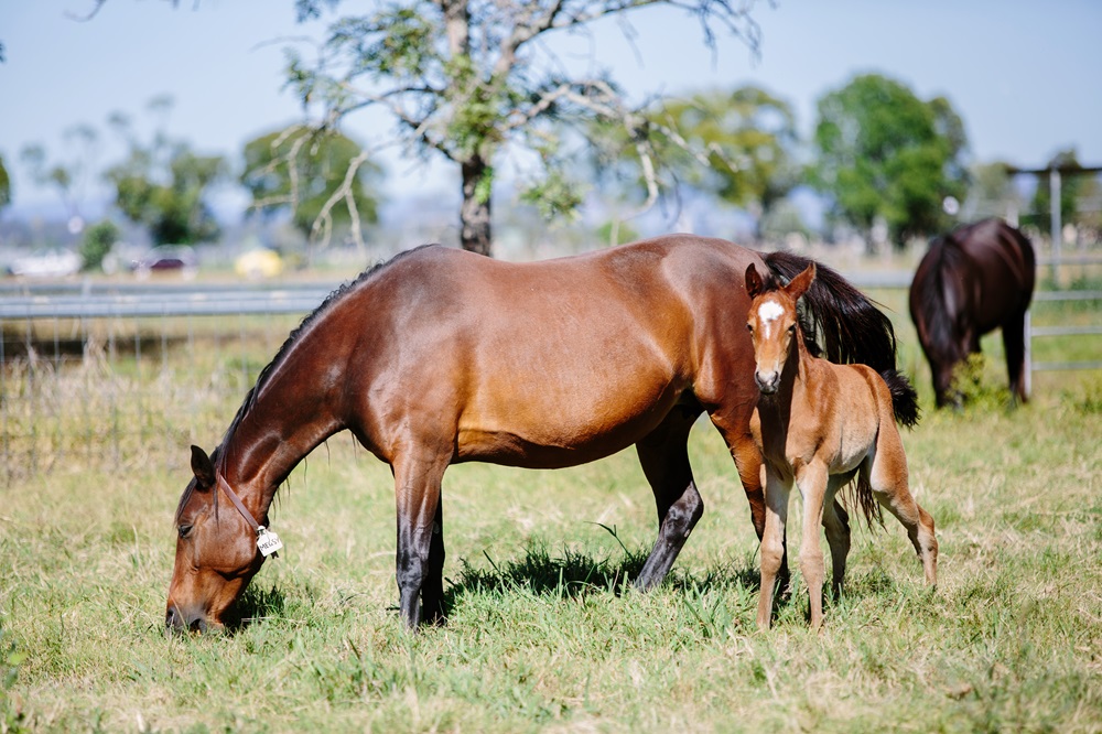 A horse with its foal